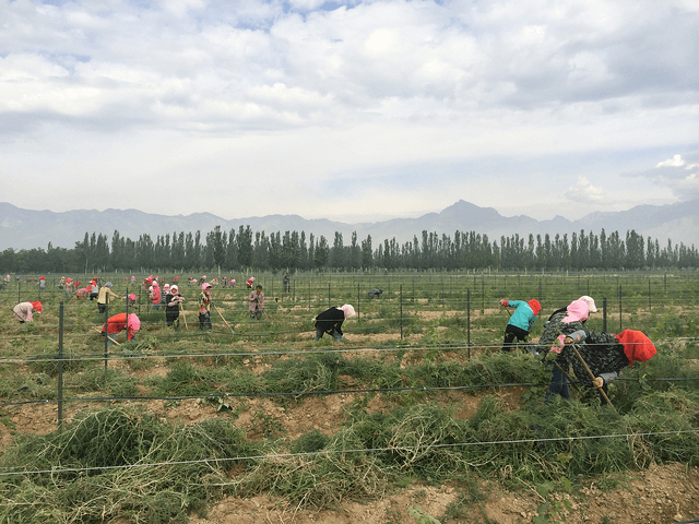 Unique Asian Wine Varietals: Discovering Asia’s Indigenous Grapes