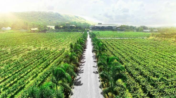 10 Asian Wineries to Visit | Best Asian Wine Regions