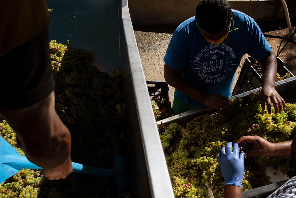 Wine making