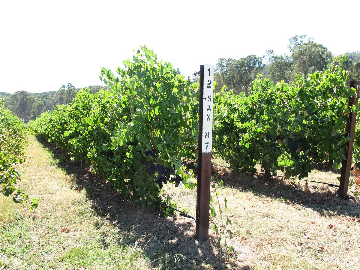Why I Chose Italian Varietals