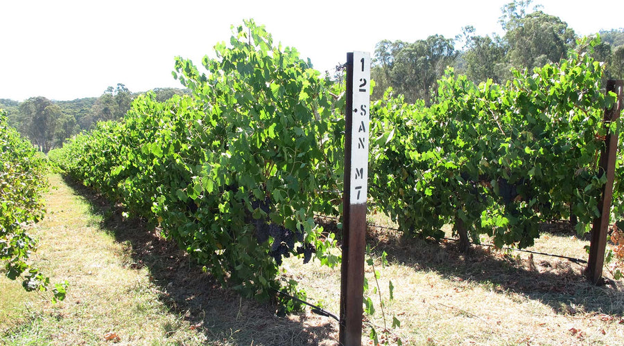 Why I Chose Italian Wine Varietals