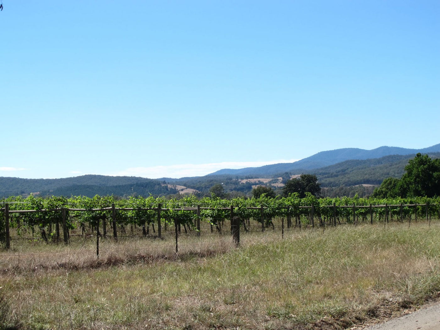 2019  King Valley Vintage Report