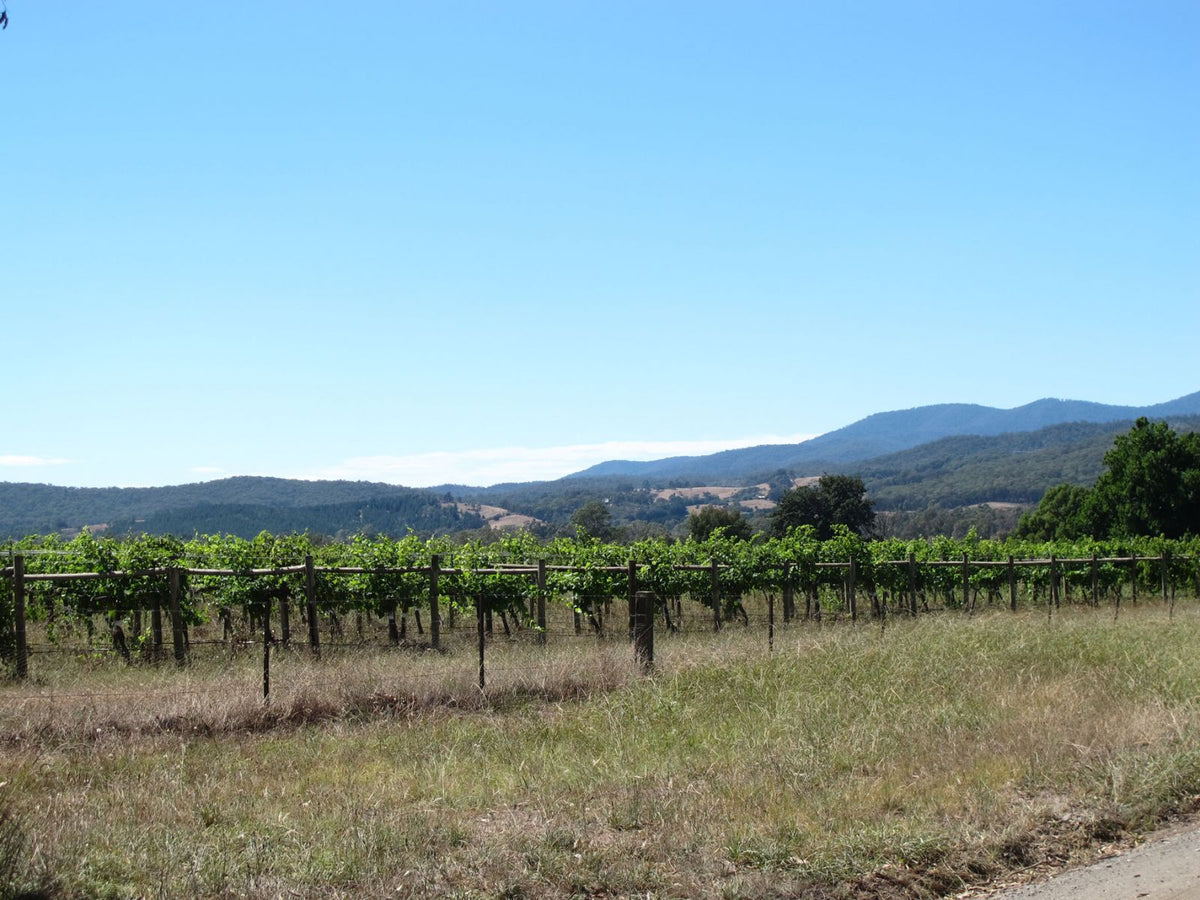 2019  King Valley Vintage Report