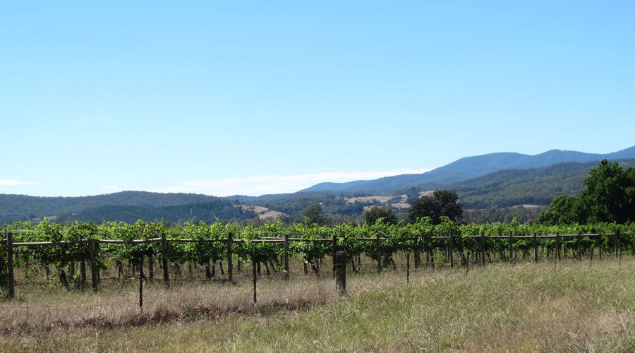 2019 King Valley Vintage Report | Pinot Grigio & Prosecco