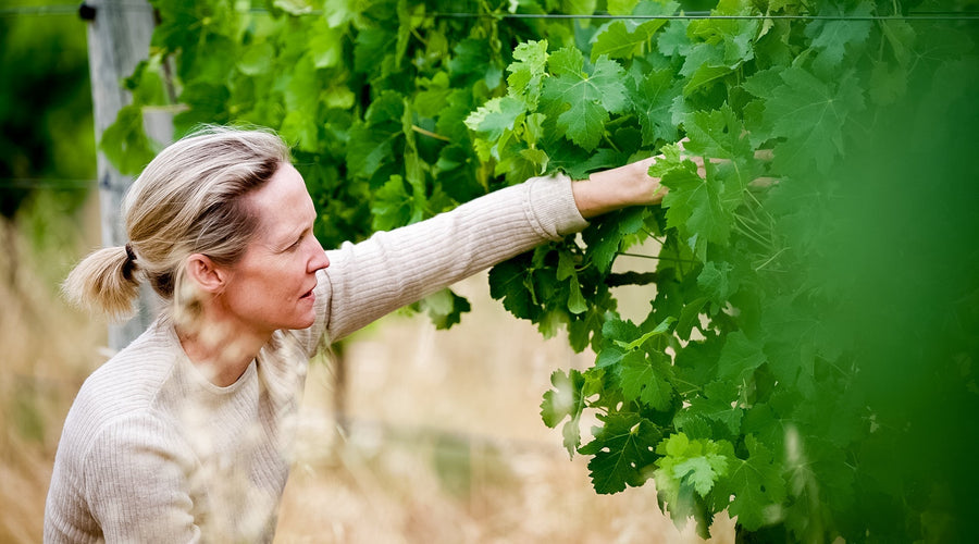 In the Vineyard with Lilian Carter: King Valley Pinot Grigio