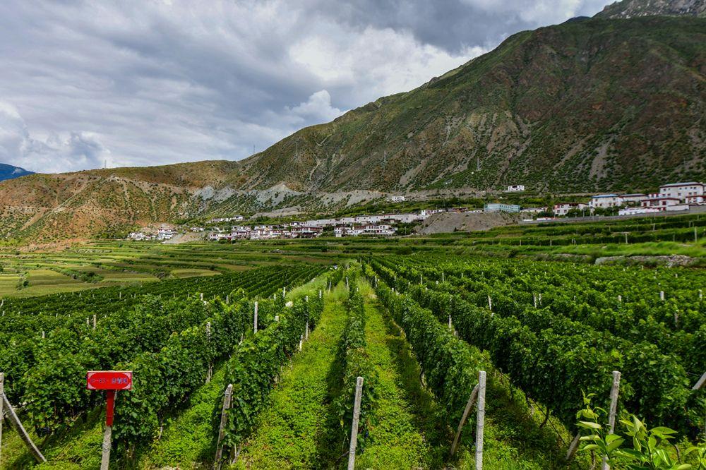 Vineyard located in the mountains