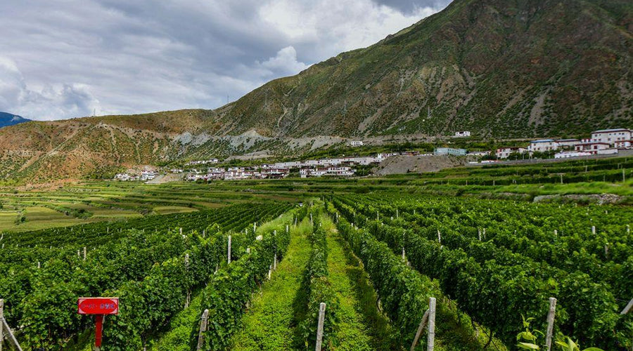 Why You Should Drink Asian Wines Today | Asian Wine Guide