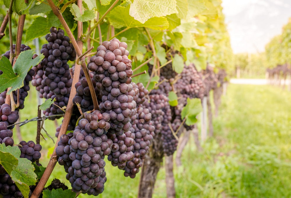 What’s the Difference Between Pinot Gris and Pinot Grigio?