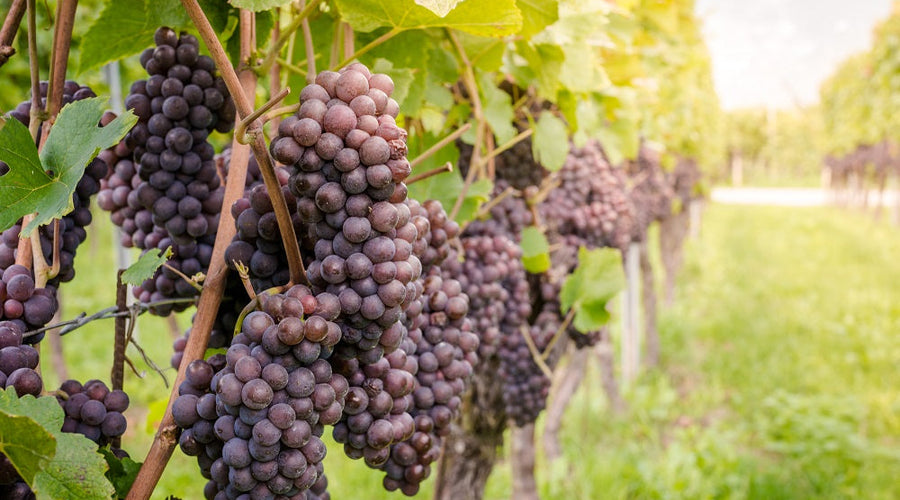 What’s the Difference Between Pinot Gris and Pinot Grigio?